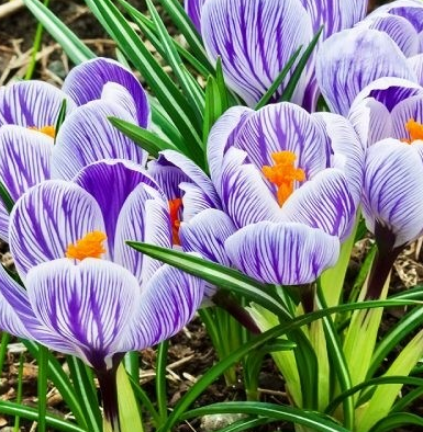 Crocus King Of Striped ( Large-flowered Crocus ) 5 Bulbs