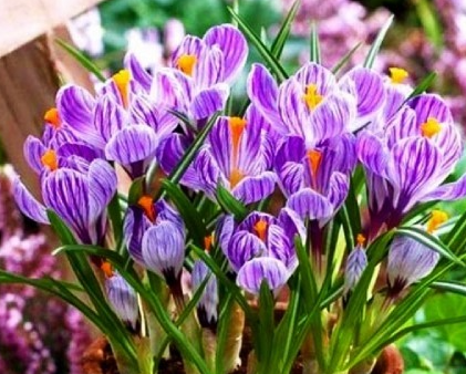 Crocus Pickwick ( Large-flowered Crocus ) 5 Bulbs
