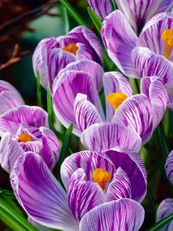 Crocus Pickwick ( Large-flowered Crocus ) 5 Bulbs