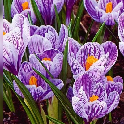 Crocus Pickwick ( Large-flowered Crocus ) 5 Bulbs