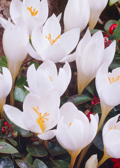 Crocus Speciosus Albus ( Spring Crocus ) 5 Bulbs