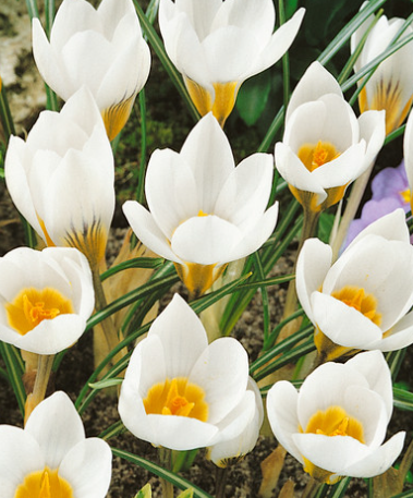 Crocus Snowbunting ( Spring Crocus ) 5 Bulbs