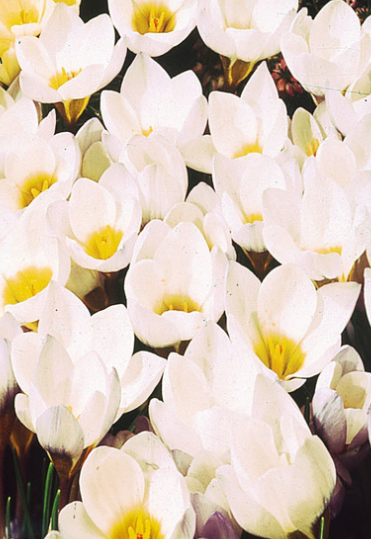 Crocus Snowbunting ( Spring Crocus ) 5 Bulbs