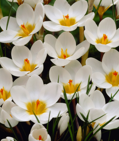 Crocus Chrysanthus Ard Schenk ( Spring Crocus ) 5 Bulbs