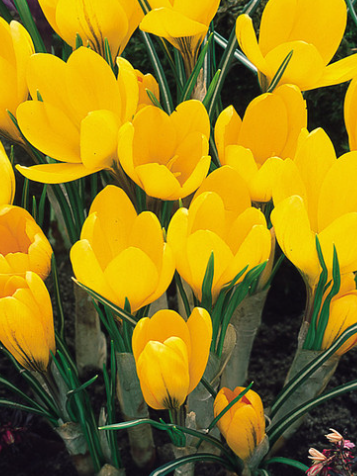 Crocus Golden Yellow Mammoth ( Spring Crocus ) 5 Bulbs