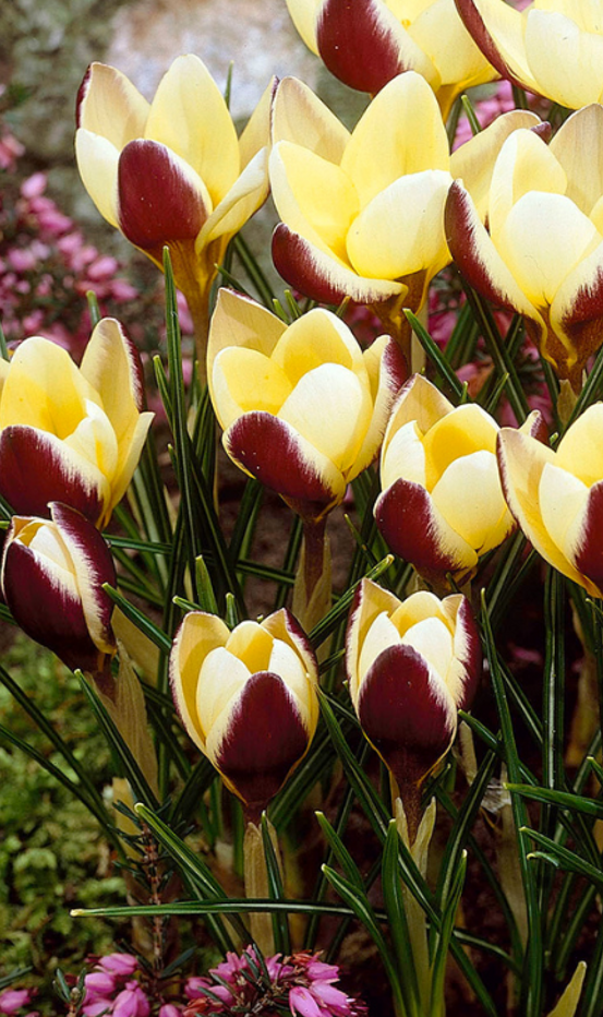 Crocus Herald ( Spring Crocus ) 5 Bulbs