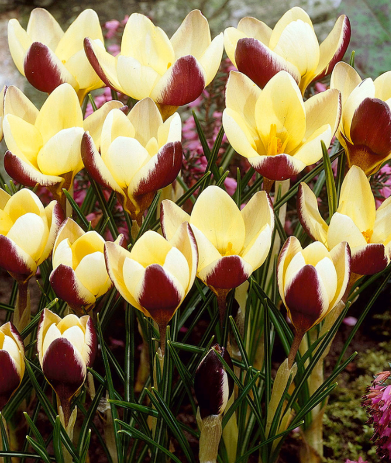 Crocus Herald ( Spring Crocus ) 5 Bulbs