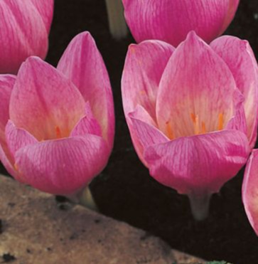 Crocus Kotschyanus ( Spring Crocus ) 5 Bulbs