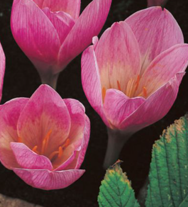 Crocus Kotschyanus ( Spring Crocus ) 5 Bulbs