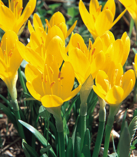 Crocus Sternbergia Lutea ( Spring Crocus ) 5 Bulbs