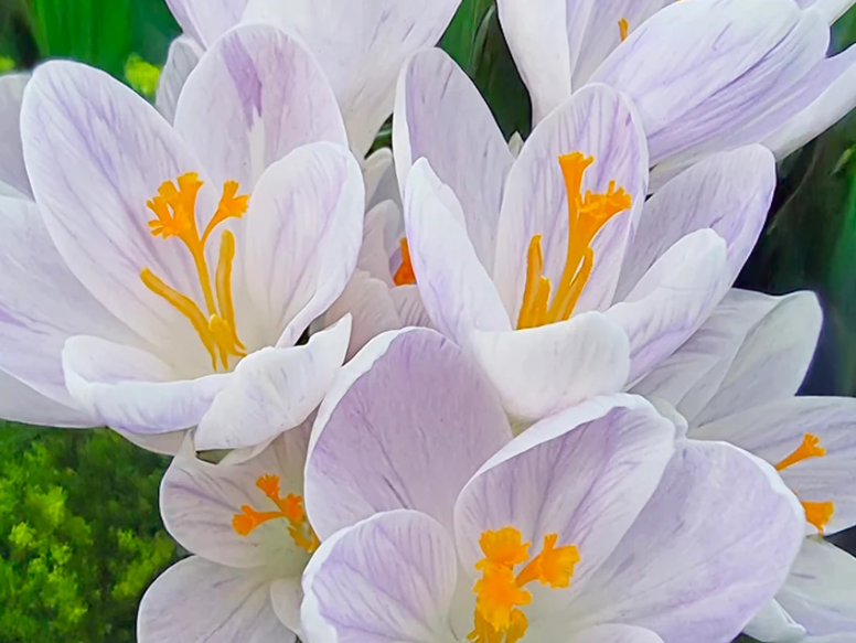 Crocus Candle Light ( Spring Crocus ) 5 Bulbs
