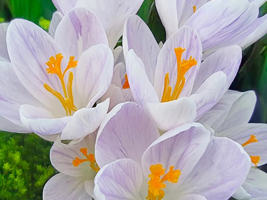 Crocus Candle Light ( Spring Crocus ) 5 Bulbs