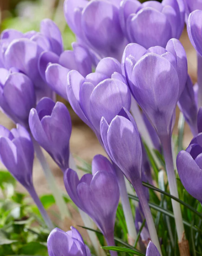 Crocus Hummingbird ( Spring Crocus ) 5 Bulbs