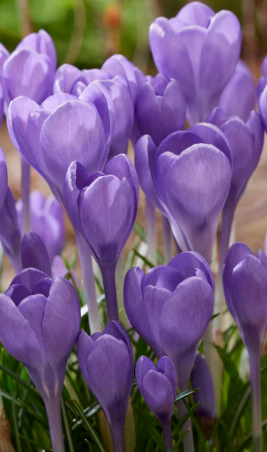 Crocus Hummingbird ( Spring Crocus ) 5 Bulbs