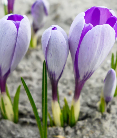 Crocus Whale Shark ( Spring Crocus ) 5 Bulbs