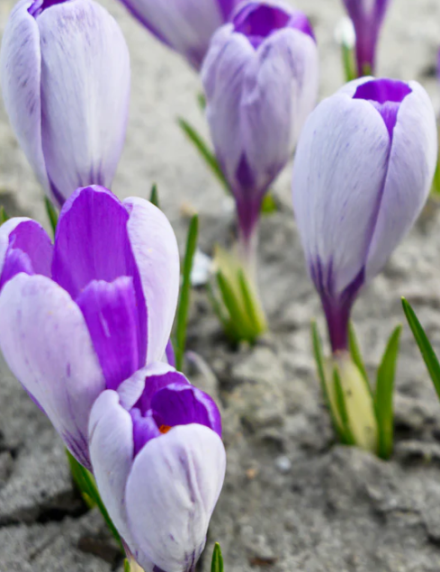 Crocus Whale Shark ( Spring Crocus ) 5 Bulbs