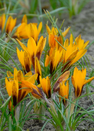 Crocus korolkowii ( Spring Crocus ) 5 Bulbs