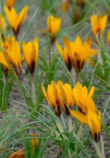 Crocus korolkowii ( Spring Crocus ) 5 Bulbs