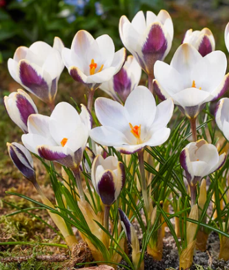Crocus Panda ( Spring Crocus ) 5 Bulbs