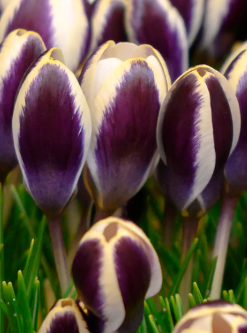 Crocus Panda ( Spring Crocus ) 5 Bulbs