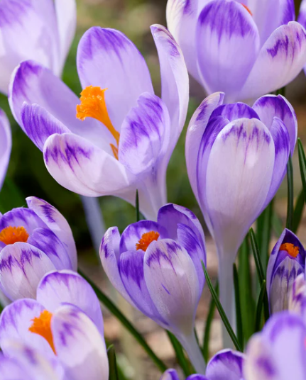 Crocus Harry Hay ( Spring Crocus ) 5 Bulbs