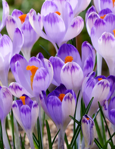 Crocus Harry Hay ( Spring Crocus ) 5 Bulbs