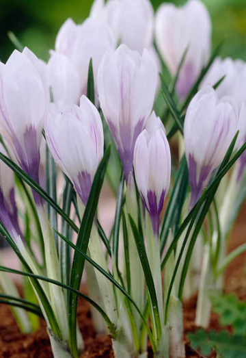 Crocus Silver Coral ( Spring Crocus ) 5 Bulbs