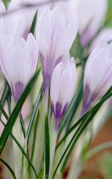Crocus Silver Coral ( Spring Crocus ) 5 Bulbs