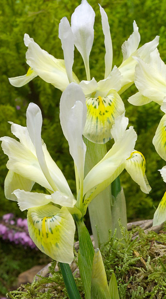 Iris Histrioides Katherine Gold ( Iris Hollandia ) 5 Bulbs