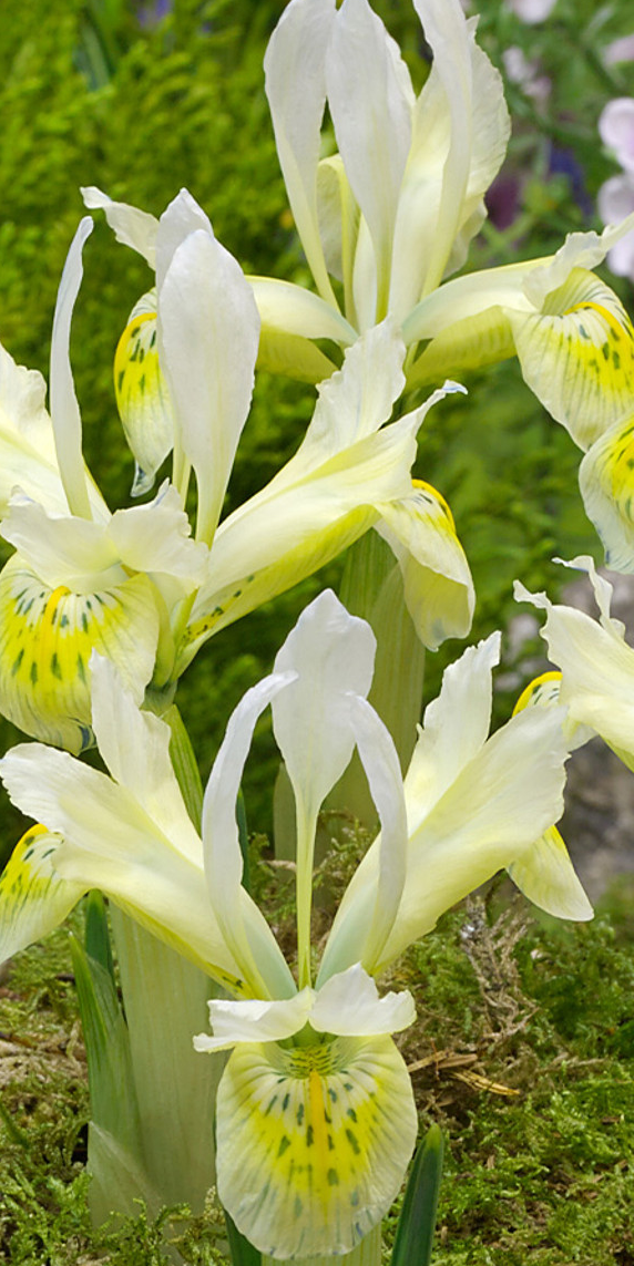 Iris Histrioides Katherine Gold ( Iris Hollandia ) 5 Bulbs