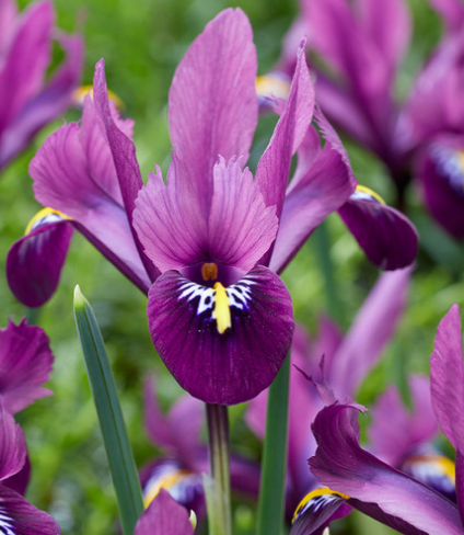 Iris reticulata 'Rejoice' ( Iris Hollandia ) 5 Bulbs