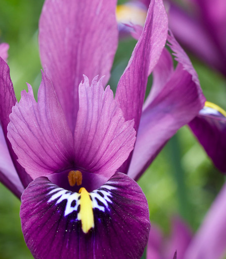 Iris reticulata 'Rejoice' ( Iris Hollandia ) 5 Bulbs