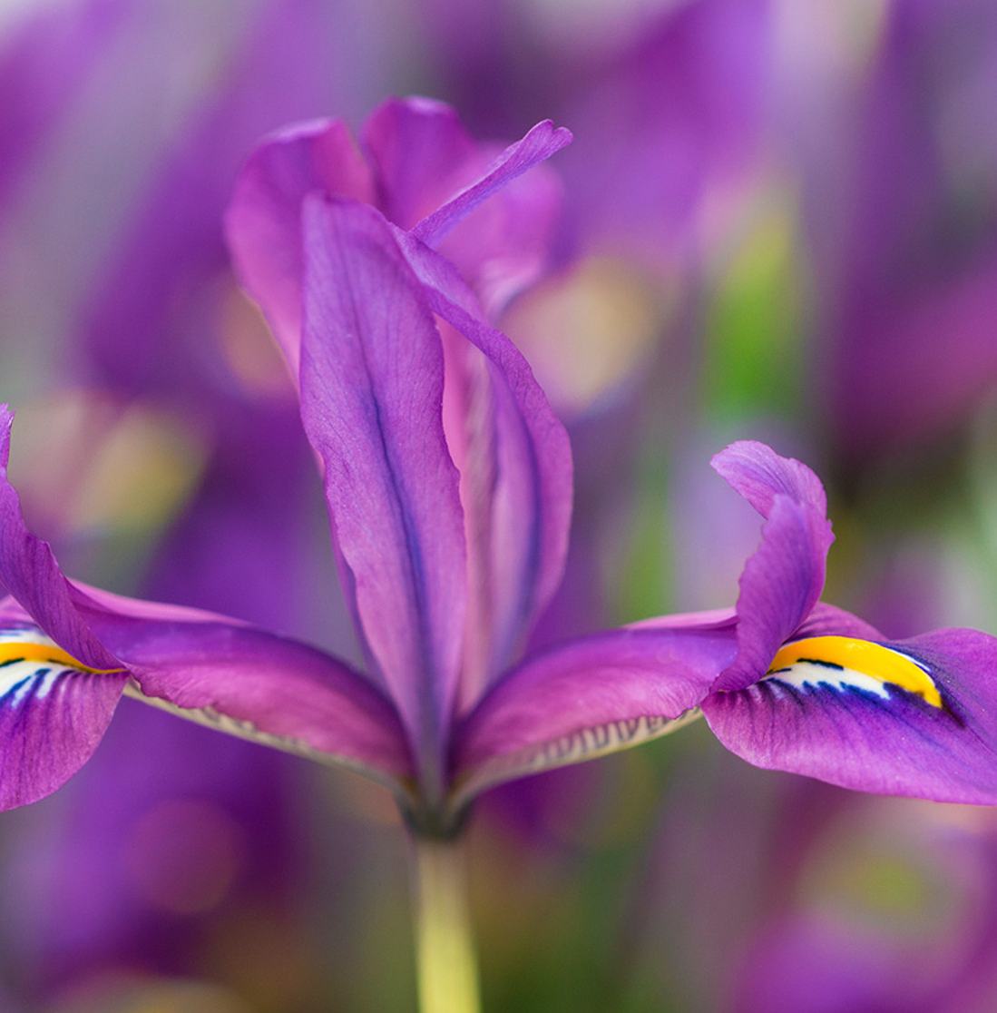 Iris reticulata 'Scent Sational' ( Iris Hollandia ) 5 Bulbs