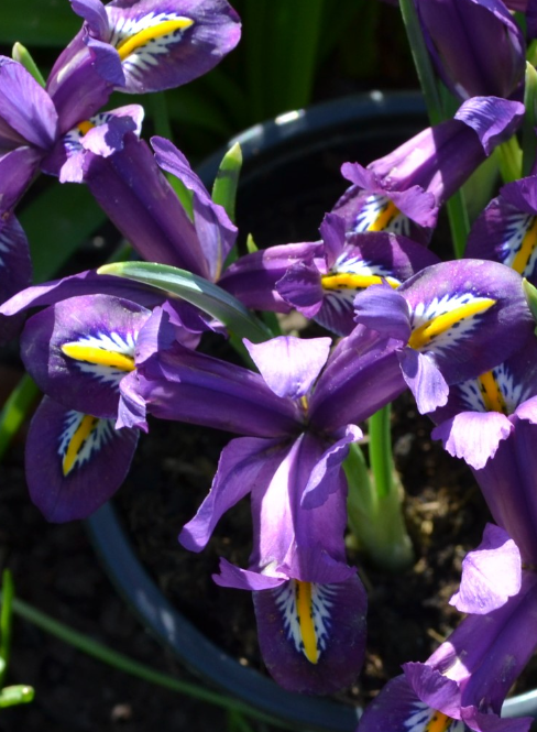 Iris reticulata 'Scent Sational' ( Iris Hollandia ) 5 Bulbs