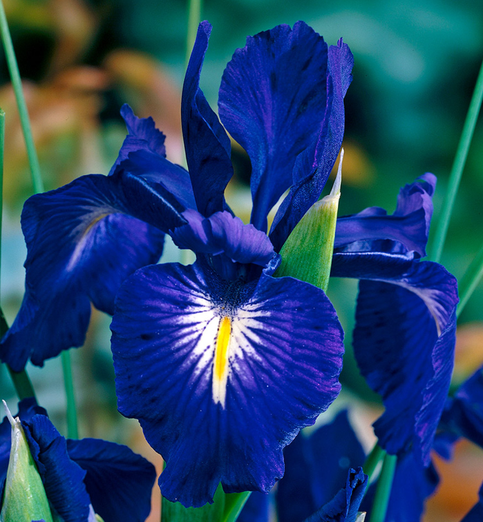 Iris latifolia King of the Blues ( Iris Hollandia ) 5 Bulbs