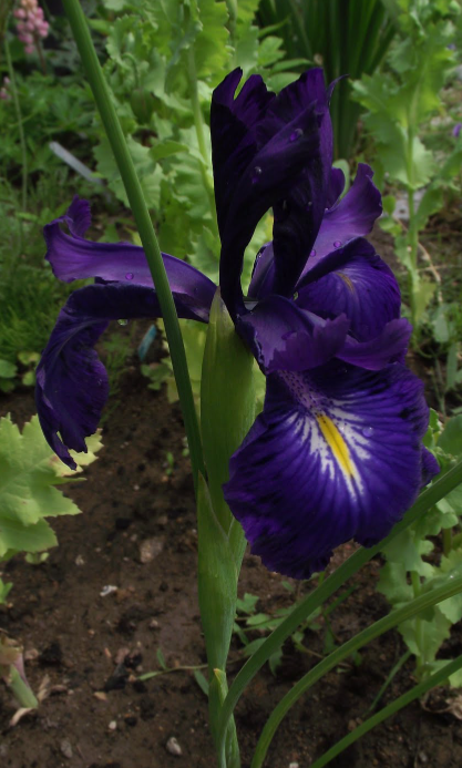 Iris latifolia King of the Blues ( Iris Hollandia ) 5 Bulbs