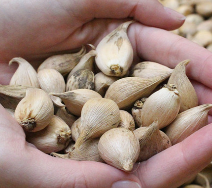 Iris reticulata Blue Planet ( Iris Hollandia ) 5 Bulbs