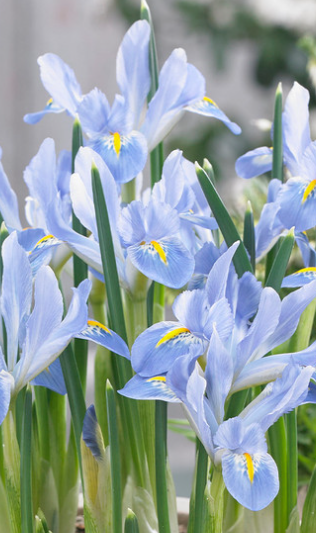 Iris reticulata Blue Planet ( Iris Hollandia ) 5 Bulbs