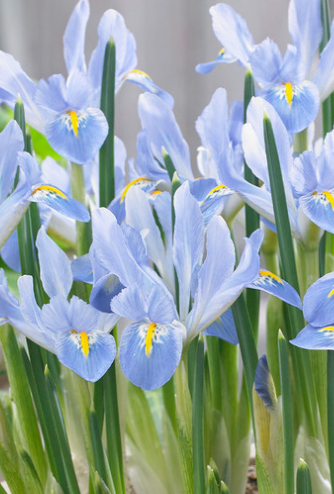 Iris reticulata Blue Planet ( Iris Hollandia ) 5 Bulbs