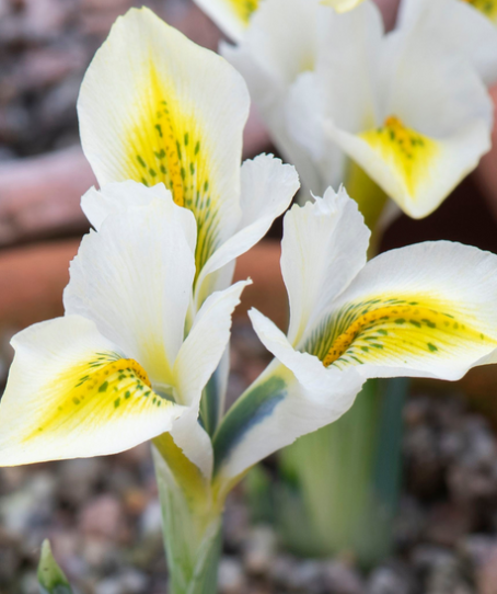 Iris reticulata North Star ( Iris Hollandia ) 5 Bulbs