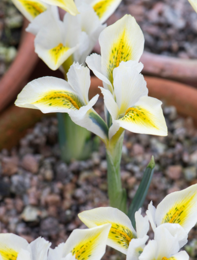 Iris reticulata North Star ( Iris Hollandia ) 5 Bulbs
