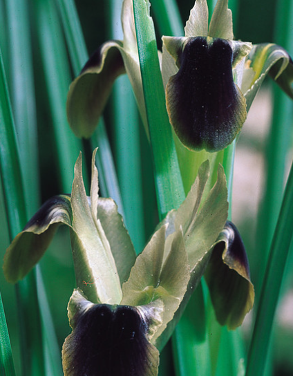 Iris tuberosa (Hermodactylus) ( Iris Hollandia ) 5 Bulbs