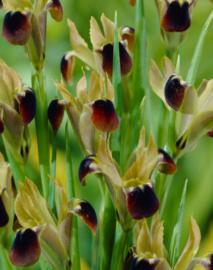 Iris tuberosa (Hermodactylus) ( Iris Hollandia ) 5 Bulbs