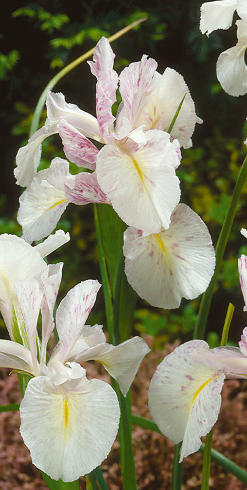 Iris Latifolia Mont Blanc ( Iris Hollandia ) 5 Bulbs