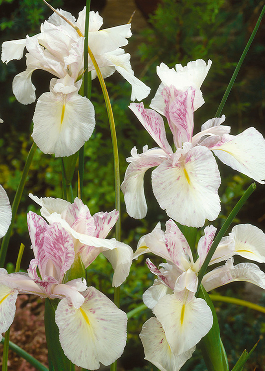 Iris Latifolia Mont Blanc ( Iris Hollandia ) 5 Bulbs