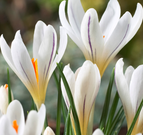 Crocus Picturatus ( Spring Crocus ) 5 Bulbs