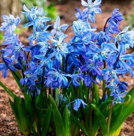 Scilla Siberian 5 Bulbs