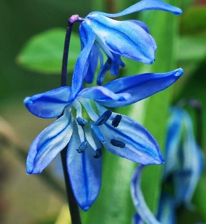 Scilla Siberian 5 Bulbs