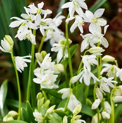 Scilla Sibirica White 5 Bulbs