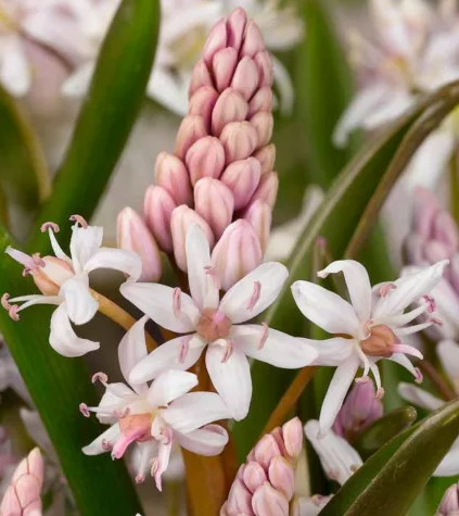 Scilla bifolia 'Rosea' 5 Bulbs